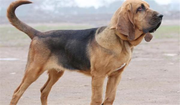 寻血猎犬三角洲怎么处理(三角洲行动寻血猎犬怎么处理外挂) 寻血猎犬三角洲怎么处理(三角洲行动寻血猎犬怎么处理外挂)